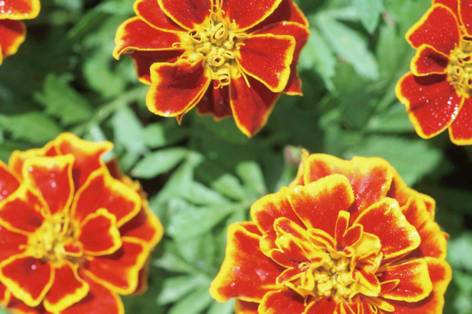 Petite Mix Marigold
